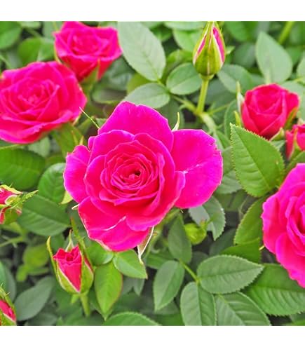 Amazon｜バラ 大苗persuasion｜観葉植物 オンライン通販