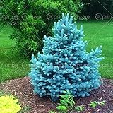 20枚/袋コロラドブルースプルースツリーの種の木鉢植え盆栽コートヤードガーデン盆栽植物松レア種子の家の庭2