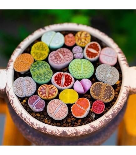 Amazon.co.jp: ハオルチア ブラックオブツーサ 多肉植物 抜き苗 : DIY 