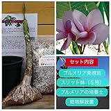 【希少なハイブリッド種】プルメリアのベアルート発根苗 'P-25' aka ‘Mung Tawee Kune' （大苗） 栽培セット【スリット鉢・プルメリア専用培養土・栽培説明書つき】