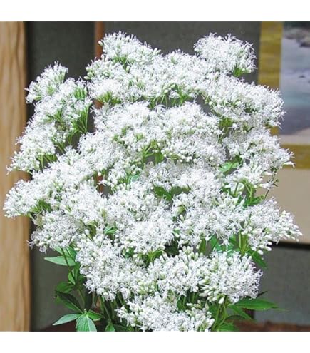 山野草 藤袴ガチャ③ 白いフジバカマ 抜き苗 山野草 藤袴ガチャ③ 白いフジバカマ 抜き苗 - メルカリ