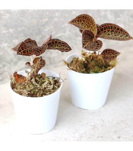 Amazon.co.jp: Microchilus tridax “green” トリダックス ジュエル