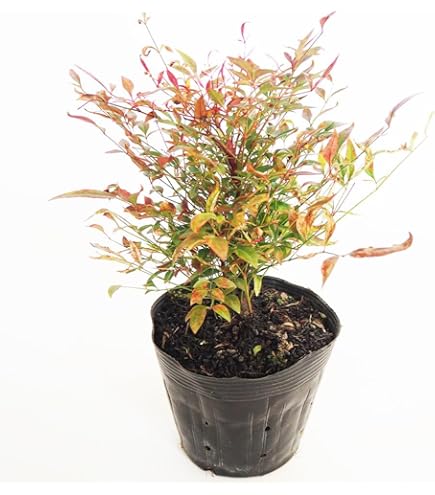 Amazon.co.jp: 南天苗 赤実なんてん苗木 高さ40センチ寝巻苗なんてん