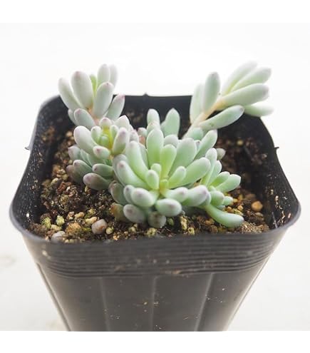 Amazon.co.jp: ツキトジ 月兎耳 7.5cmポット 多肉植物 カランコエ 月兎