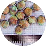 【種 10kg】 つちたろう ソルガム 緑肥 線虫抑制 [播種期：5～8月] ソルゴー ソルダム スーダングラス 雪印種苗 米S代不