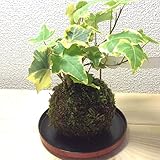 苔玉 アイビーの苔玉