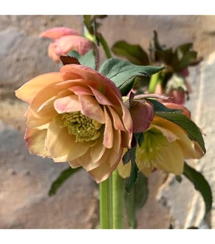 のぶさん専用　クリスマスローズ　シャガール 園芸ネット本店｜杉光園芸さんのクリスマスローズ：ダブルゴールド