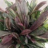 アジュガ：ディクシーチップ3.5号ポット 3株セット[斑入り葉タイプ・春～初夏はトリカラーに！] ノーブランド品