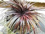 175.ディッキア・ダコタ　（Dyckia　Dakota） 10粒+α [並行輸入品]