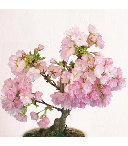 Amazon.co.jp: 旭山桜 苗 サクラ苗 八重咲きの お花で 春には お花見