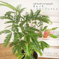 Amazon｜観葉植物 ネムノキ エバーフレッシュ 3.5号鉢 観葉植物