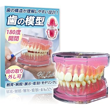 Amazon.co.jp 売れ筋ランキング: 歯科用模型・教材 の中で最も人気の