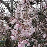 【ノーブランド品】桜：吉野枝垂れ（ヨシノシダレ）接木苗4～5号ポット