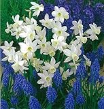 スイセン球根セイルボート５球　＆　ムスカリ球根アルメニアカム１０球