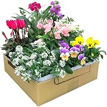 Amazon.co.jp: 季節の寄せ植え アンティーク柄 2鉢セット 軽量