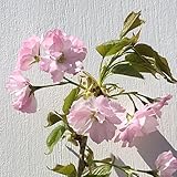 桜 苗木 八重紅虎の尾 12cmポット苗 やえべにとらのお さくら 苗 サクラ