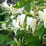 (山野草)スイカズラ(ハニーサックル 金銀花) 3号(1ポット) 本州・四国限定[生体]