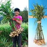 ショウガ：土佐大しょうが500g入り[ダントツ人気の種しょうが・球根裸苗] ノーブランド品