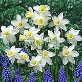 [秋植え球根]香り水仙：セイルボート3球入り 2袋セット ノーブランド品