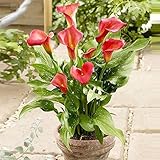 パッケージ100個レッドオランダカイウ種子バルコニー鉢植え盆栽パティオ植物の種子Aethiopica花の種子