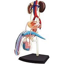 人体解剖 皮膚 SKIN 4D MASTER 立体パズル Amazon.co.jp: 4D Puzzle パズル HUMAN anatomy HUMAN BODY