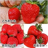 国華園　いちご苗　大粒イチゴセット　3種9株【※発送が国華園からの場合のみ正規品です】