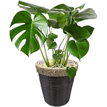 Amazon｜キングパーム 8号 約100cm 指宿産直 グリーン｜観葉植物