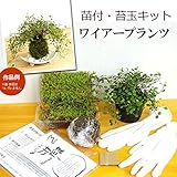 苔玉キット　苗つき　ワイアープランツ
