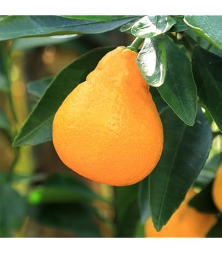 Amazon.co.jp: でこぽん鉢植え デコポン : DIY・工具・ガーデン