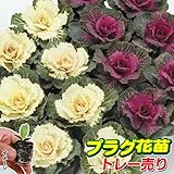 国華園　プラグ花苗 葉牡丹ミックス(70本入・花色無選別)【※発送が国華園からの場合のみ正規品です】