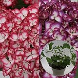 ジャパーニュ　ミカコ苗木　あじさい苗　5号鉢　あじさい　アジサイ　紫陽花　花鉢植え　花