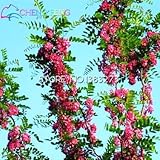 レアゴールデンミモザ種子美しいアカシアBaileyanaイエローワトルツリー花の種子は盆栽咲く50PCS一年中をEVERGREEN