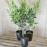 相武ガーデン 店長おまかせオリーブ 10.5cm 3種セット