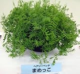 ヘアリーベッチ まめっこ 1kg入り[タネ][緑肥・景観作物 約300平米分 秋・春まき] ノーブランド品