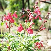 ★アイボリーに赤い花の銘仙★ Amazon.co.jp: ITANSE チェリーセージ オレンジ 3号 3個セット