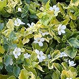 【ノーブランド品】斑入りバコパ白花2.5号ポット 3株セット[カラーリーフとして寄せ植えに！]