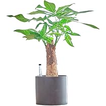 観葉植物　専用 いつか実生もしてみたい Tulista opalina var. zenigata, GM647