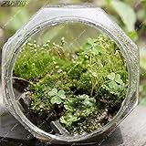 200 PCS中国の様々な種類のシダの種子鉢植えの植物に作られた高いオーナメントの価値生長が容易に生き残る200Fern6