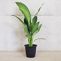 その他観葉植物 hapiAnthurium subsignatum その他観葉植物 hapiAnthurium subsignatum Asplenium quitense