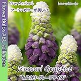 ★ムスカリ グレープアイス 5球 【希少】 オランダからの花便り 【希少なムスカリ】