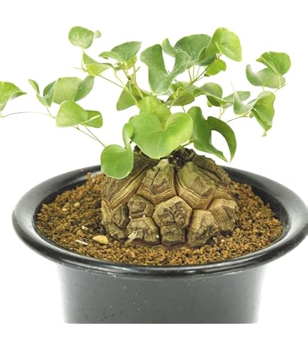 【株幅14〜15cm】亀甲竜 Amazon.co.jp: 国華園 塊根植物 亀甲竜 1株 / 26年春商品 : DIY・工具
