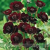 レアチョコレートコスモスの花の種、プロフェッショナルパック、美しいハルシャギク新品種＃NF823