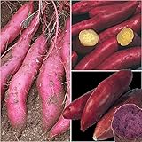 国華園　さつまいも苗イモヅル　定番さつまいもイモヅルセット　3種30本【※発送が国華園からの場合のみ正規品です】