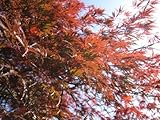 【1年間枯れ保証】【シンボルツリー落葉】モミジ/出猩々　2.0m