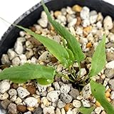 (山野草)クモノスシダ(蜘蛛の巣羊歯) 3号(1ポット) 本州・四国限定[生体]