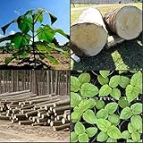 paulownia elongata 100+ fresh seeds gift ROYAL FAST GROWING TREE