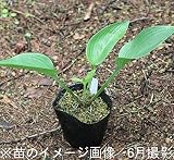 山菜苗:ウルイ[オオバギボウシ] 10.5cmポット苗5ポットセット【紫桜館山の花屋】