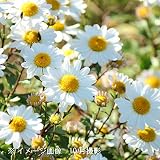 山野草:コハマギク (小浜菊) 9cmポット苗【紫桜館山の花屋】