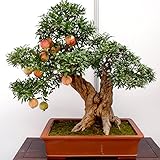 50個/多くの盆栽のザクロの種子非常に甘いおいしい果物の種子の果肉の種子の木の種子