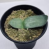 球根植物：ハエマンサス アルビフロース マユハケオモト*